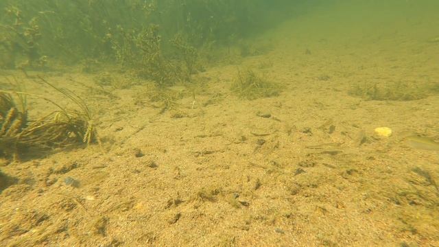 Что делает рыба под водой в жару. Места стоянок. Пескарь не пропал смотреть онлайн