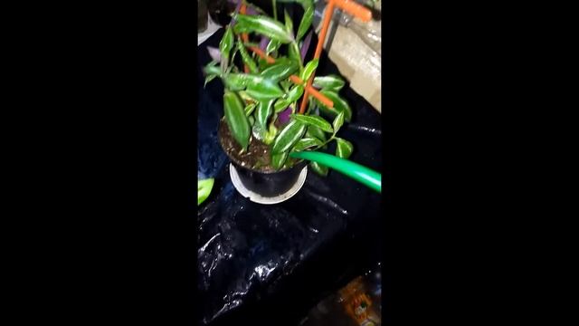 традесканция приречная смотреть онлайн