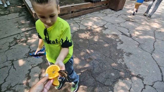 Дом бабочек в Кишинёве смотреть онлайн