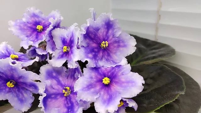 Фиалка Dn-Огни Бродвея смотреть онлайн