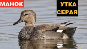 ?ЗВУК (ГОЛОС) УТКА СЕРАЯ 1
