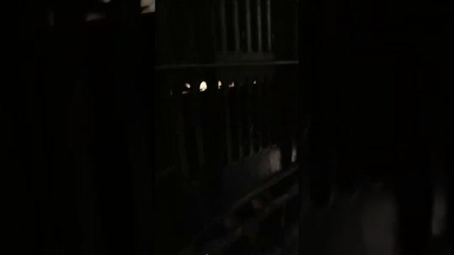 Сроки посадки луковиц на гидропонике смотреть онлайн