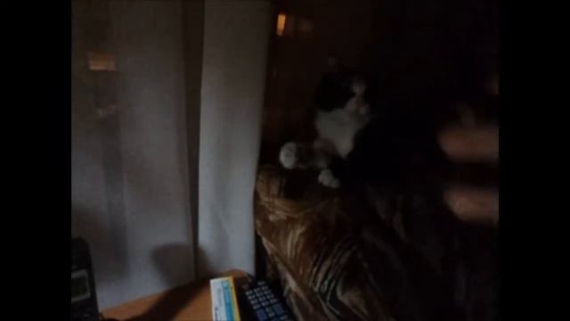 ЛАЙ МЁРТВЫХ СОБАК