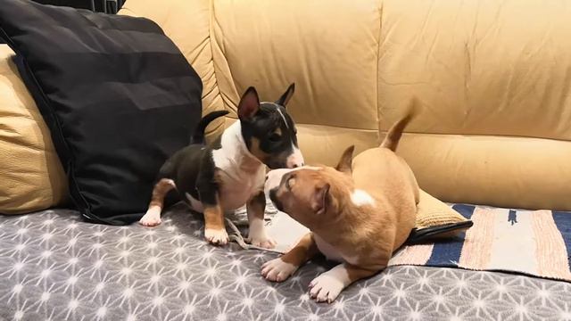 Миниатюрный бультерьер щенки 15 ноября 2018 девочки