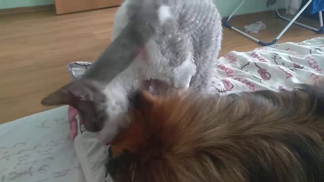 Любовь кошки и собаки смотреть онлайн