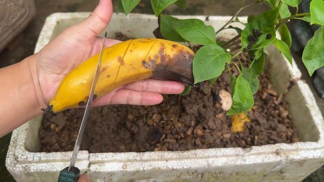 The effect of Eggs and Banana when bury the Bougainvillea pot смотреть онлайн