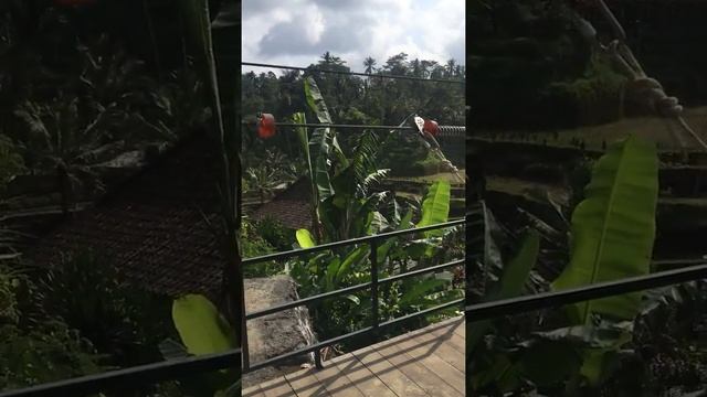 Рисовые терассы Natural Terrace Rice Tegallalang на Бали смотреть онлайн