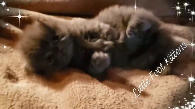 Ollie minuet kitten смотреть онлайн