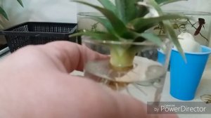 Как вырастить ананас из верхушки.