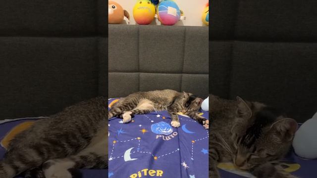A nyan cat смотреть онлайн