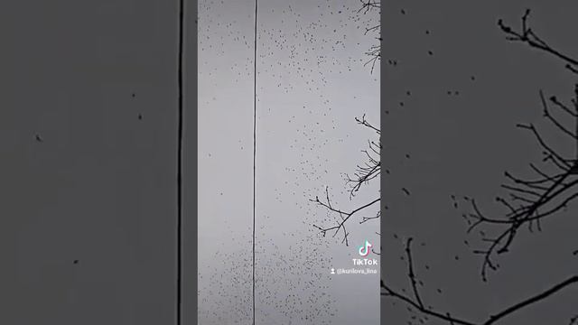 басня с моралью#черная и белая ворона#делайте добро назло всему злу смотреть онлайн