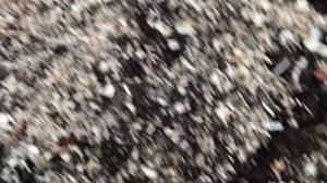 Обрезка роз, обработка срезов роз зеленкой в декабре 2019. Уход за розами в саду!