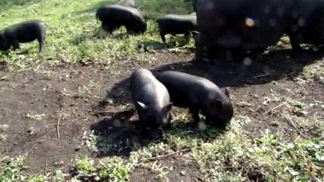 Вьетнамские поросята на прогулке//Сельское подворье//Россия//