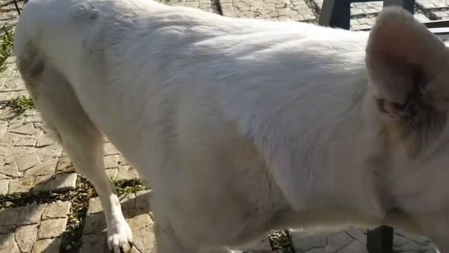 Кавказская овчарка Миха суровый охранник У нас +20 Гуляем и кайфуем смотреть онлайн