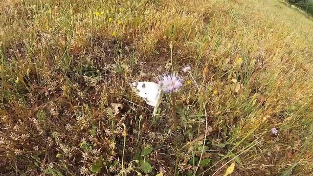 Boletus aereus y amanitas cesareas 2023 смотреть онлайн