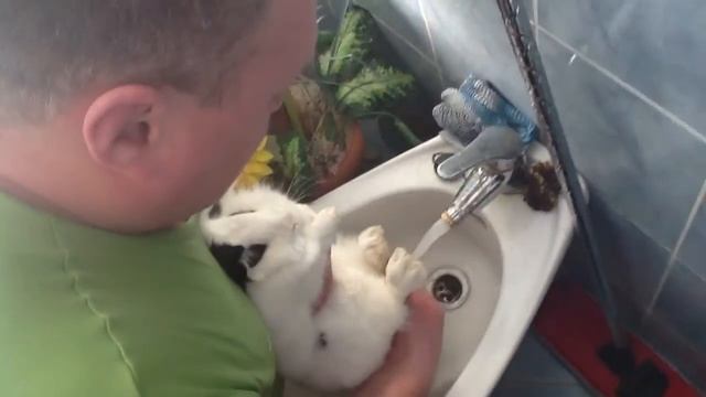 Зайцелопа моет попу - Washass Rabbilope смотреть онлайн