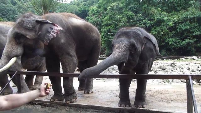Backstage, Прогулки по Паттайе. Поездка в зоопарк Кхао - Кхео. смотреть онлайн