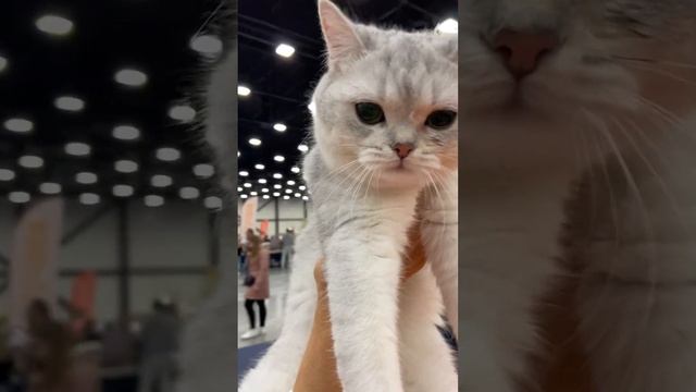 Выставка животных «ГОРОД СОБАК и МИР КОШЕК» 2023 в Экспофорум Санкт-Петербург. Октябрь смотреть онлайн