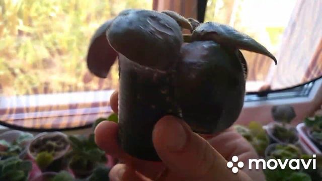 Жимолость.21 июня жара.Пиала из фикса.Фото цветущих. смотреть онлайн