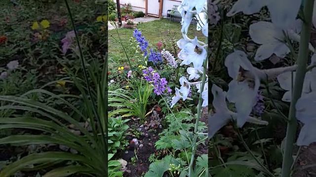 Цветение многолетнего Дельфиниума смотреть онлайн