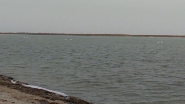 ПОПЫТКА РАССМОТРЕТЬ ЛЕБЕДЕЙ НА АЗОВСКОМ МОРЕ 2017!!!! смотреть онлайн
