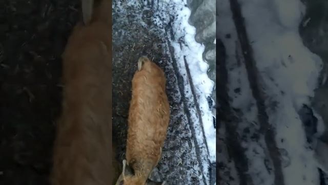 Как я кормлю венгерскую мангалицу. смотреть онлайн