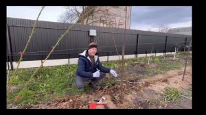 Весенний уход за лозой ежевики
