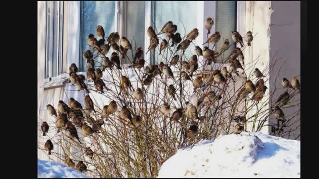 Поет зима, аукает... Сергей Есенин. смотреть онлайн