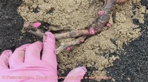 ПОСЛЕ ТАКОЙ ПОСАДКИ ВЕСНОЙ ПИОНЫ ЦВЕТУТ КАК СУМАСШЕДШИЕ ?ТАК САЖАЮ ПИОНЫ ИТО ГИБРИДЫ И ТРАВЯНИСТЫЕ