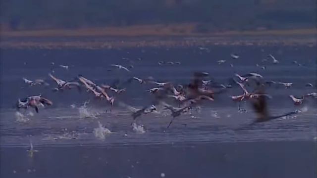 Animal life on our Earth #3 / Животная жизнь на нашей Земле #3 смотреть онлайн