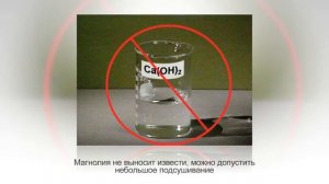 МАГНОЛИЯ в горшке в домашних условиях. Сорта и особенности ухода