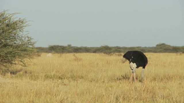 Trois Guépard vs Autruche, Combat à Mort !! смотреть онлайн