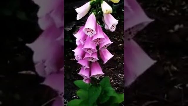 Наперстянка-чудо цветок смотреть онлайн