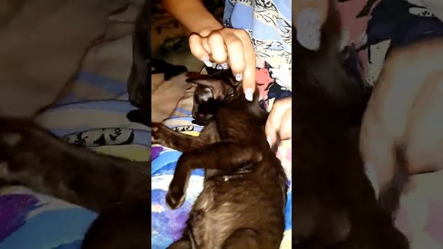 Ориентальный кот шоколадный)..Ёжик Де ля Мур=Сеанс массажа))) смотреть онлайн