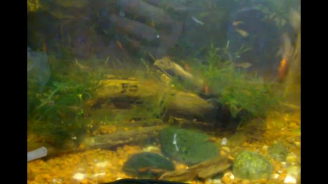 Все о воде в аквариумах (жесткость, ракушки, камни, грунт) Зоомагазин Амфибия Тамбов смотреть онлайн