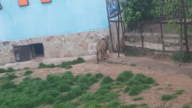 Чук пришёл в гости к даме, но она спряталась в домике. # Тайган смотреть онлайн