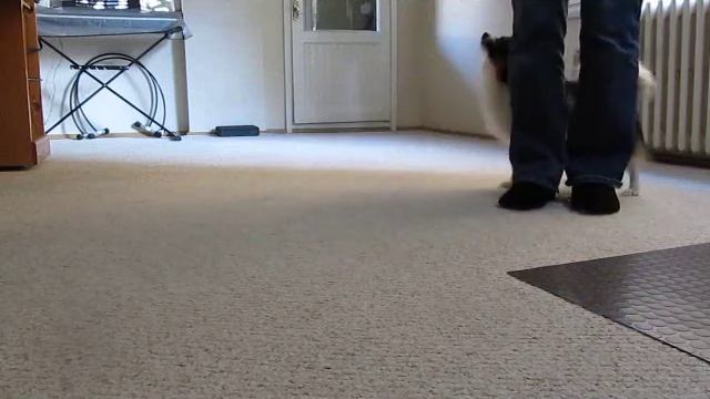 Dash - First Papillon TDCH (Trick Dog Champion) смотреть онлайн