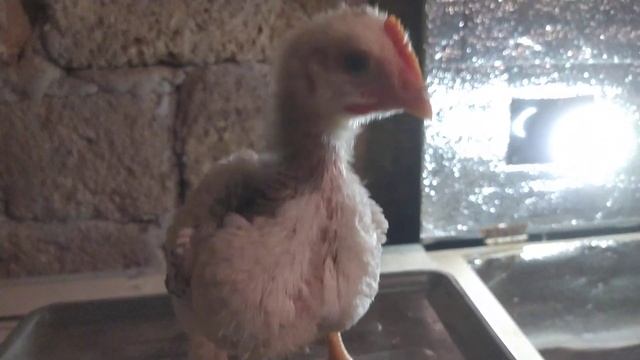 Цыплята 22 дней мясо яичная порода кур Лорен Браун и Мастер Грей взвешивание смотреть онлайн