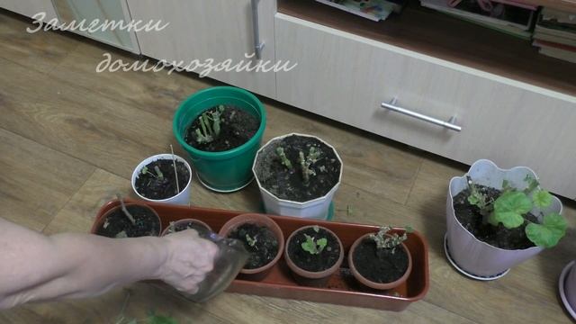 Почему гибнет герань из сада? смотреть онлайн