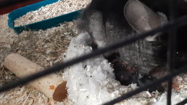 РОДИЛИСЬ ШИНШИЛЛЯТА КАК ВЕДЁТ СЕБЯ ШИНШИЛЛА ПЕРЕД РОДАМИ? смотреть онлайн