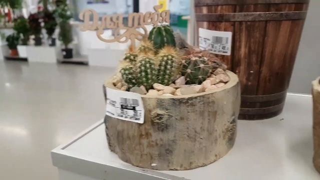 Суккуленты:портулакия, анакампсерос. Кактусы в композициях.