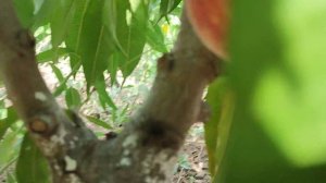 Персик Харроу Даймонд (Harrow Diamond) 15.07.23