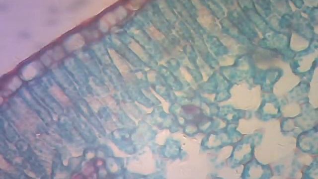 Микроскоп Delta Optical BioLight 200 плюс камера Delta Optical 1.3 Мп тестовое видео смотреть онлайн