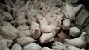 Белые куры, несушки, порода NIK