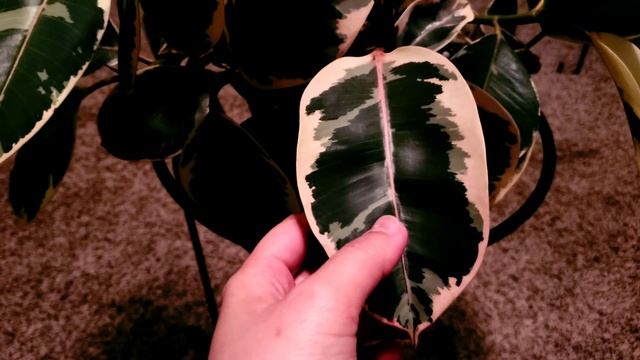 Ficus Elastica Tineke 01 Part 001 | Plant Vlog 052 смотреть онлайн