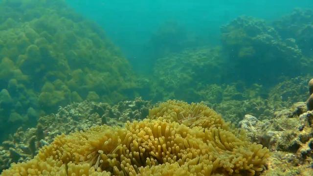 Морские анемоны и черный клоун смотреть онлайн
