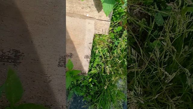 Отпустил Кусаку...👌 смотреть онлайн