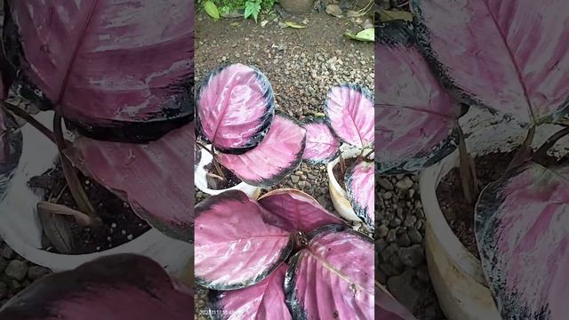 calathea/colourful/7025304775/ смотреть онлайн