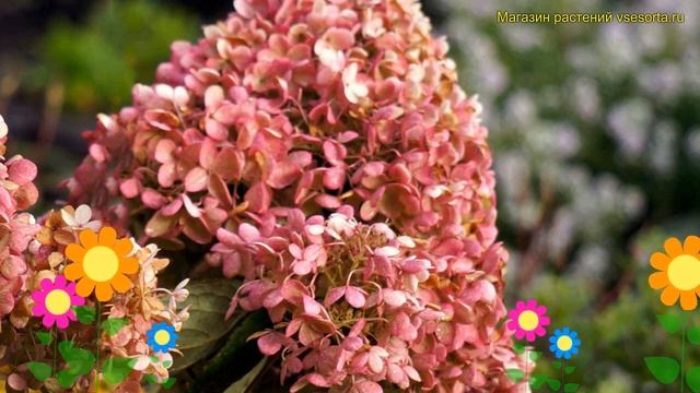 Гортензия метельчатая. Краткий обзор, описание характеристик Hydrangea Paniculata Infinity