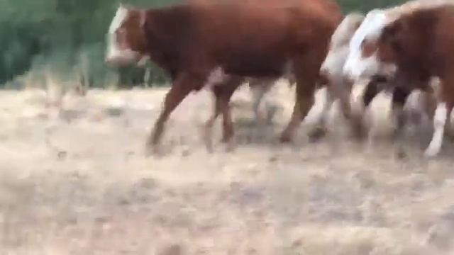 Продам Чистопородных быков казахской белоголовой породы! смотреть онлайн